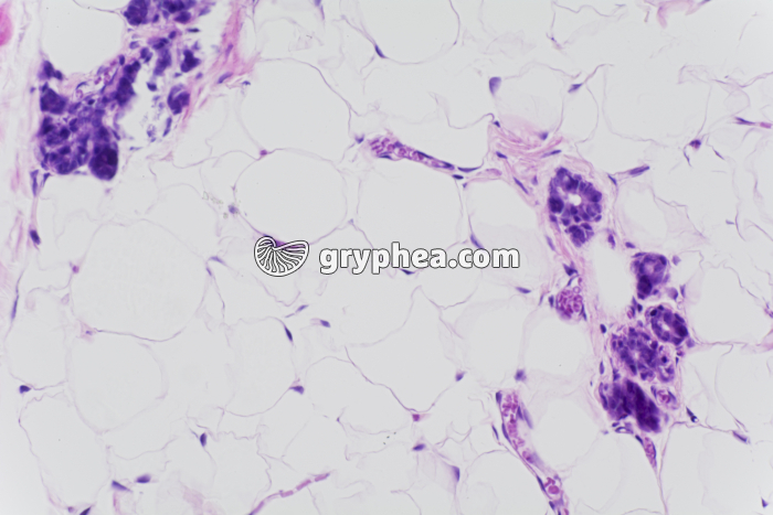 Glande mammaire au repos x100 - gryphea.com